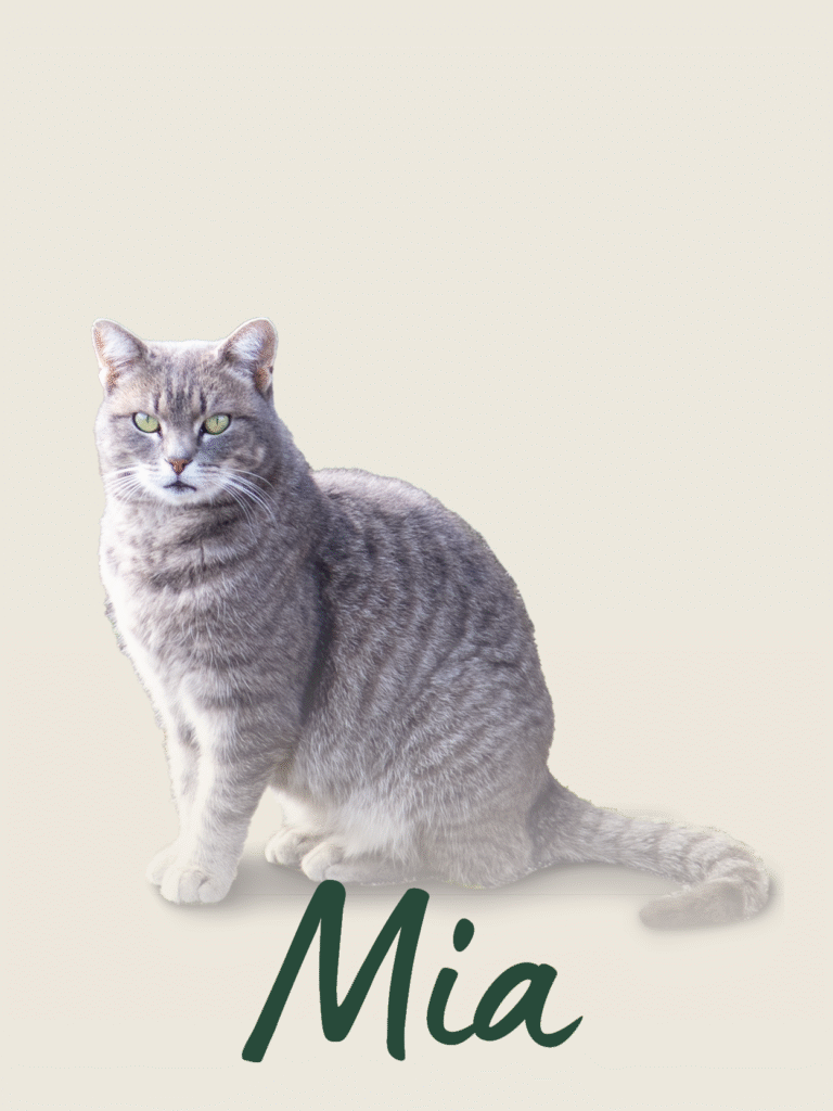 Katze Mia – von klein auf auf dem Hof der Schreinerei unterwegs und inoffizielles Maskottchen der Schreinerei Huber